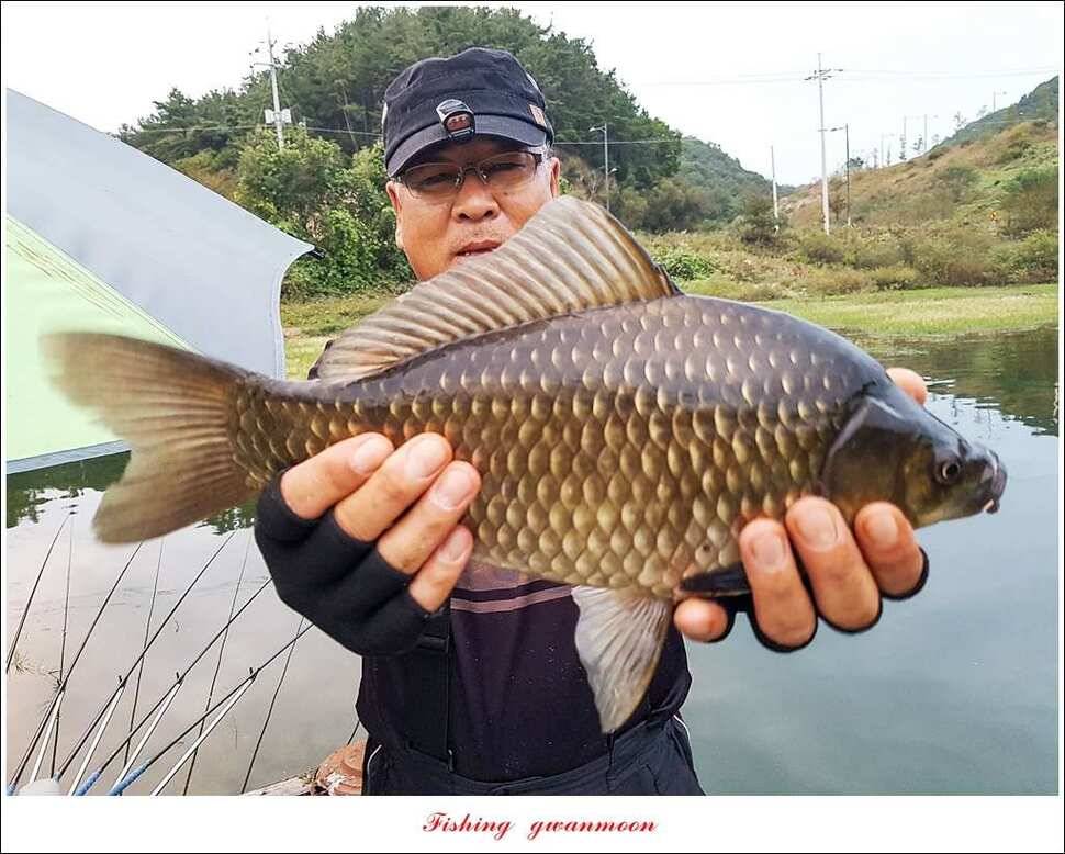 병호 38 cm35 cm화곡지 39 cm실리곡 조황 (조황조행기 - 특파원조황)
