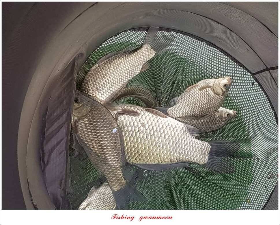신매 42 cm 돌감 허리급한버들실리곡달천강 월척 조황 (조황조행기 - 특파원조황)