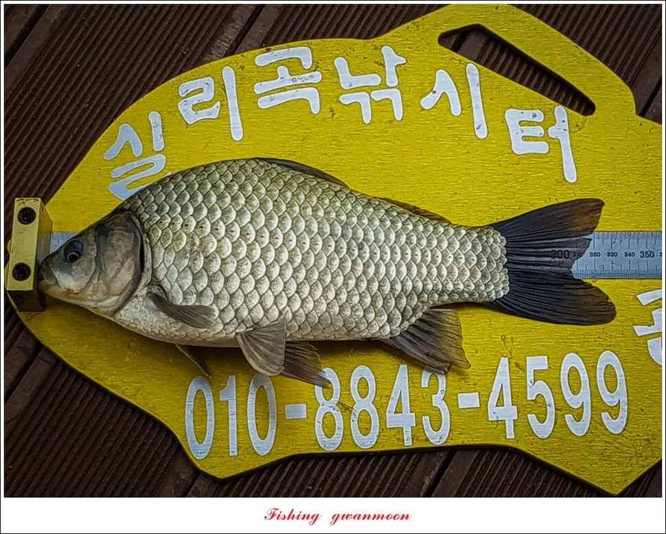 실리곡 낚시터 월척 및 마릿수 조황 (조황조행기 - 특파원조황)