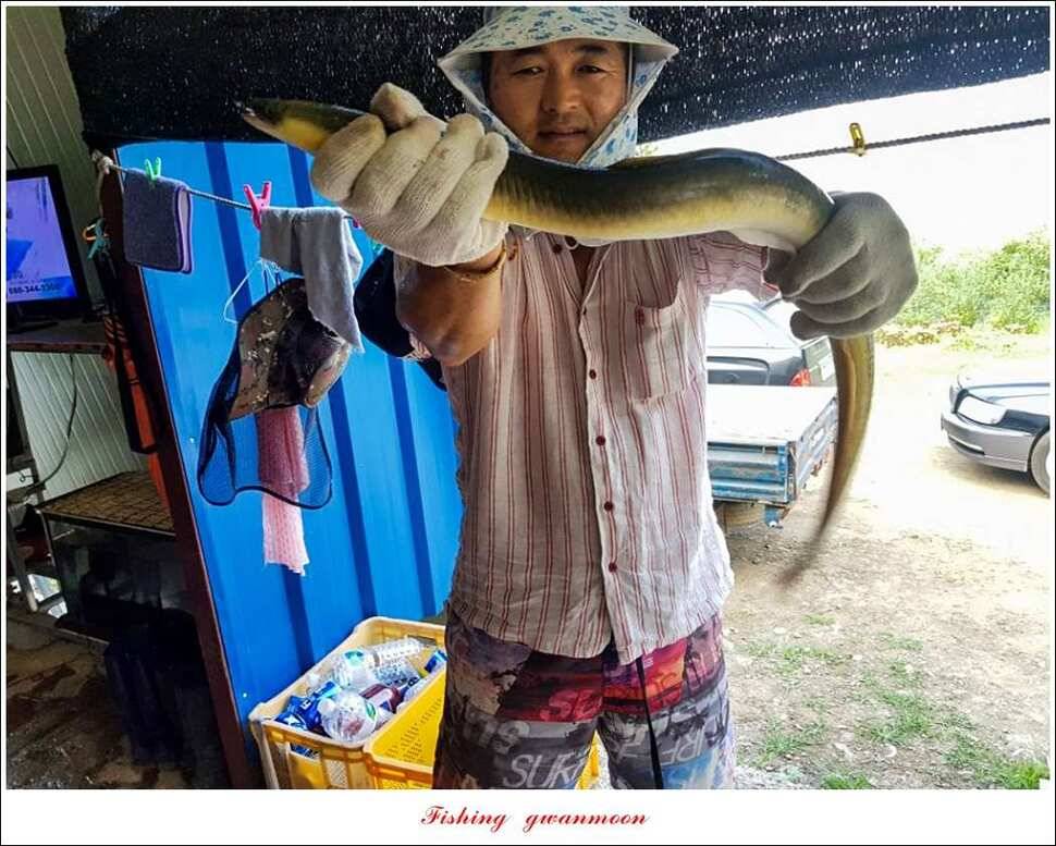 서유석 장어청풍 신리실리곡 허리급 월척 조황 (조황조행기 - 특파원조황)