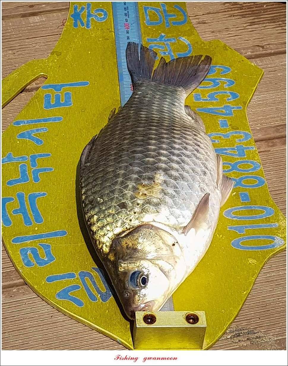 실리곡 월척 조황 (조황조행기 - 특파원조황)