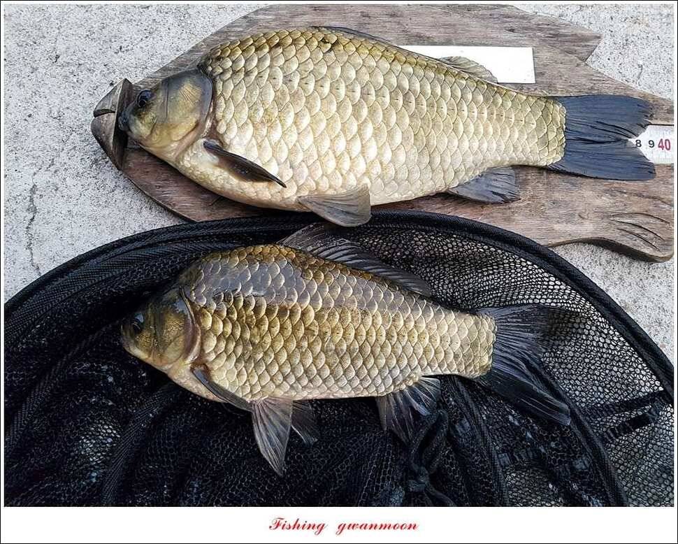 병호 38 cm35 cm화곡지 39 cm실리곡 조황 (조황조행기 - 특파원조황)