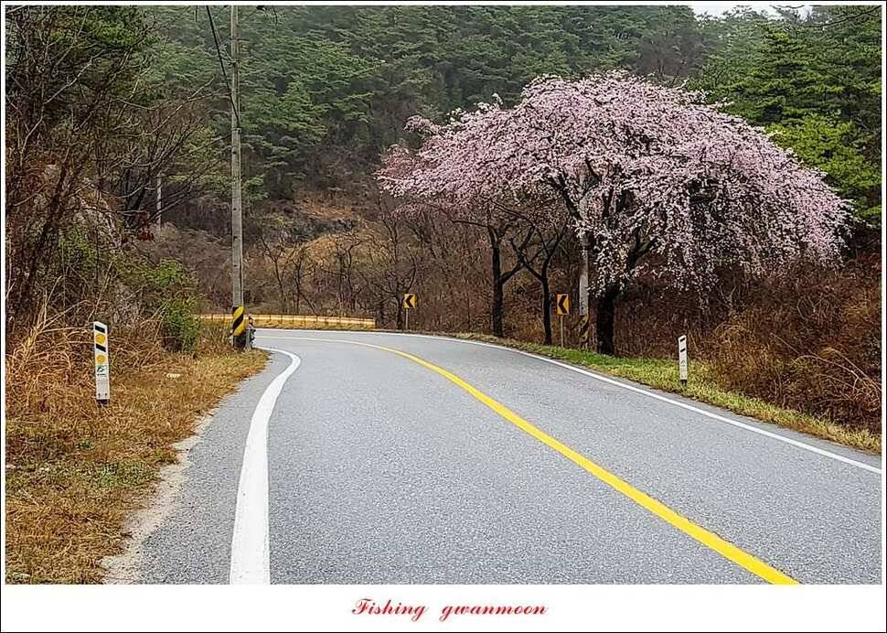화곡지 사짜실리곡 마릿수 조황 (조황조행기 - 특파원조황)