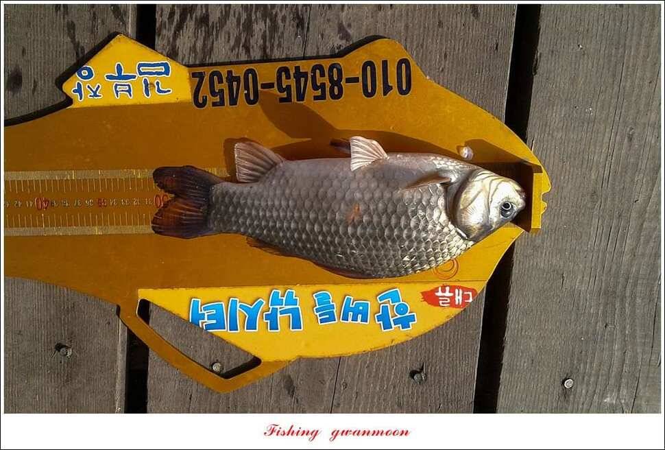 윤 낚시터 41 cm 늘푸른 16 kg 장어실리곡 37 cm한버들 월척 조황 (조황조행기 - 특파원조황)