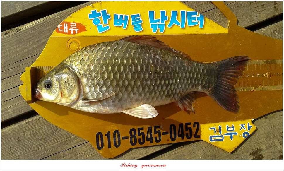 돌감 42 cm늘푸른한버들신리 허리급 월척 및 마릿수 조황 (조황조행기 - 특파원조황)