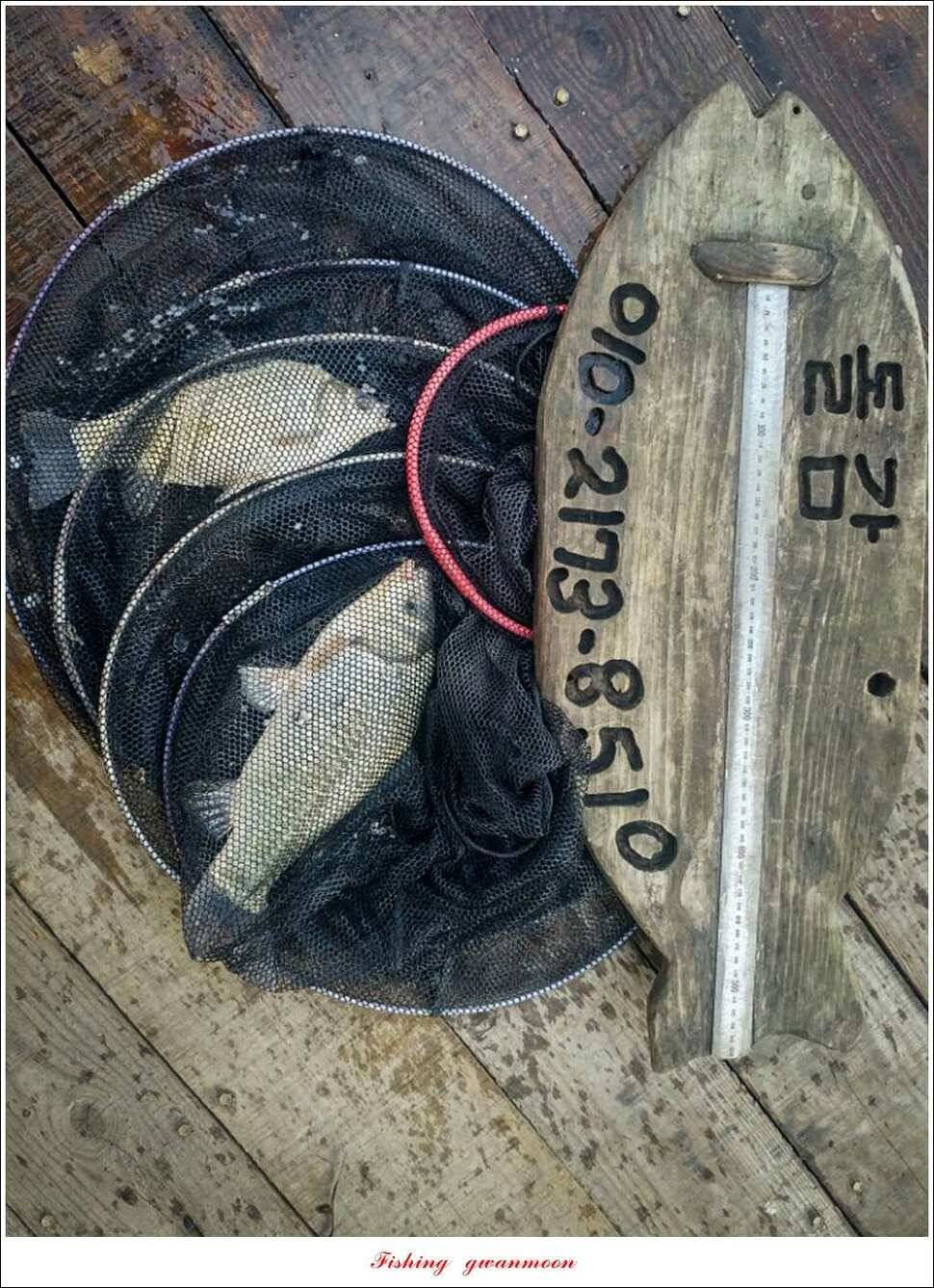 화곡지 사짜돌감 월척 (조황조행기 - 특파원조황)
