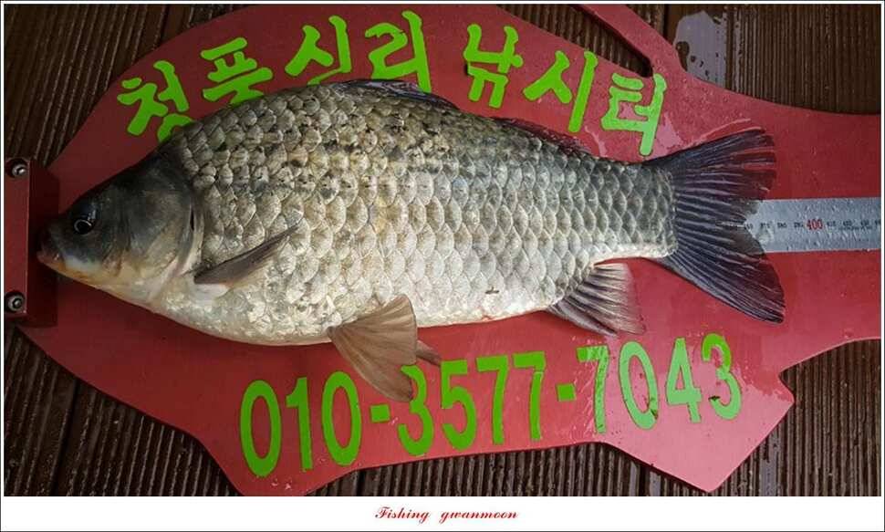 청풍 신리 39 cm실리곡 월척 조황 (조황조행기 - 특파원조황)