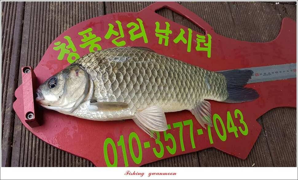 청풍 신리 43 cm돌감한버들실리곡 월척 조황 (조황조행기 - 특파원조황)