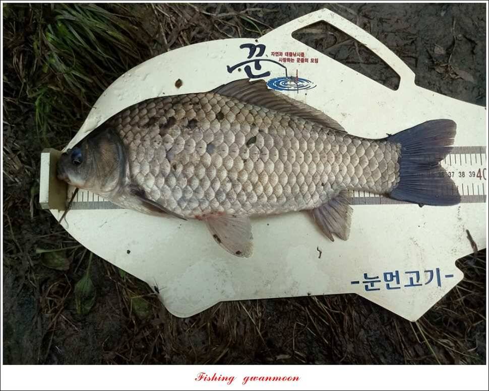 신매 42 cm늘푸른돌감화곡지두무소 월척 조황 (조황조행기 - 특파원조황)