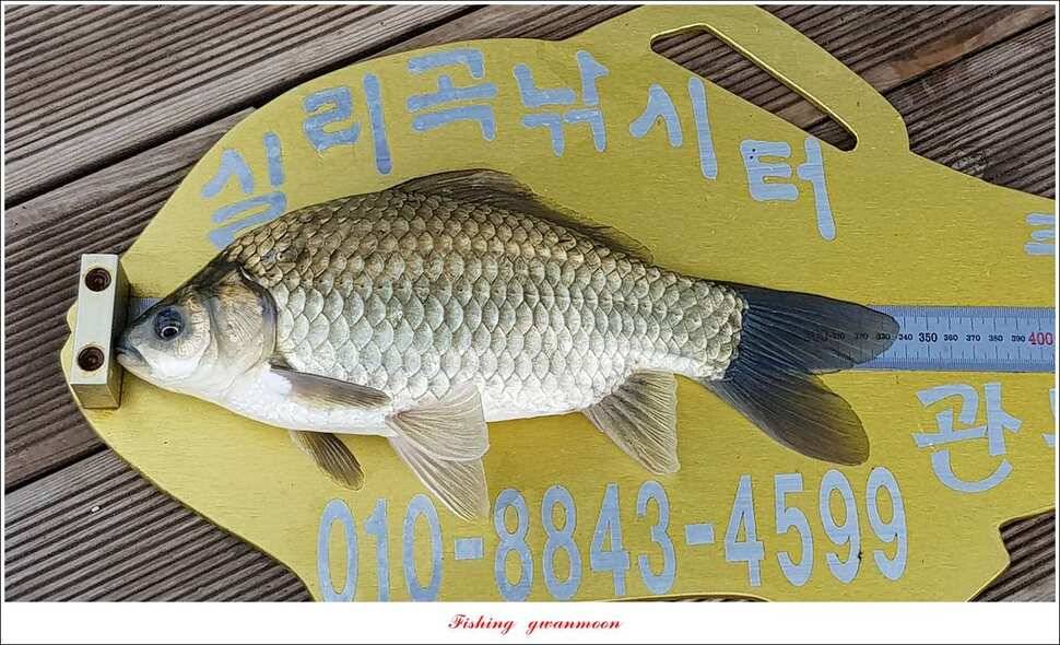 신매 42 cm 혹부리 대물돌감신리실리곡 월척 조황 (조황조행기 - 특파원조황)