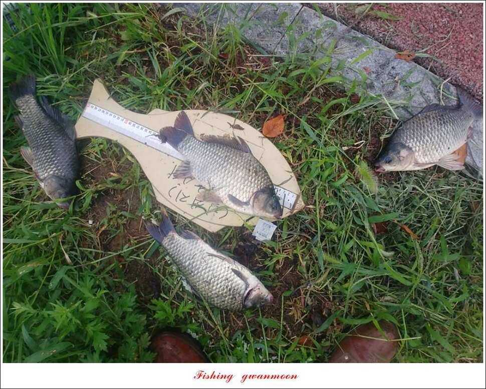 실리곡 435 cm 대물칠성지화곡지 조황 (조황조행기 - 특파원조황)