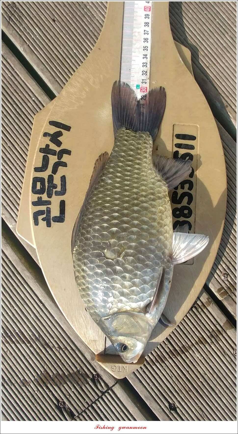 화곡지한버들돌감실리곡신매 조황 (조황조행기 - 특파원조황)