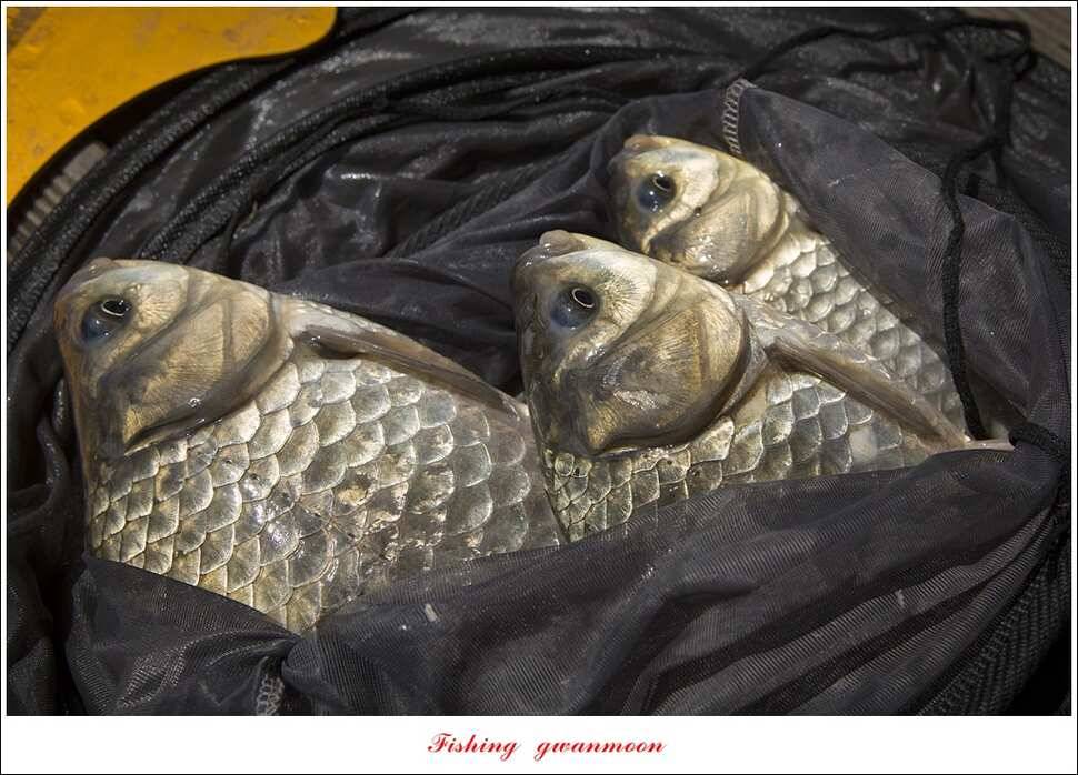 한버들 45 cm 외 사짜사짜 대박 (조황조행기 - 특파원조황)