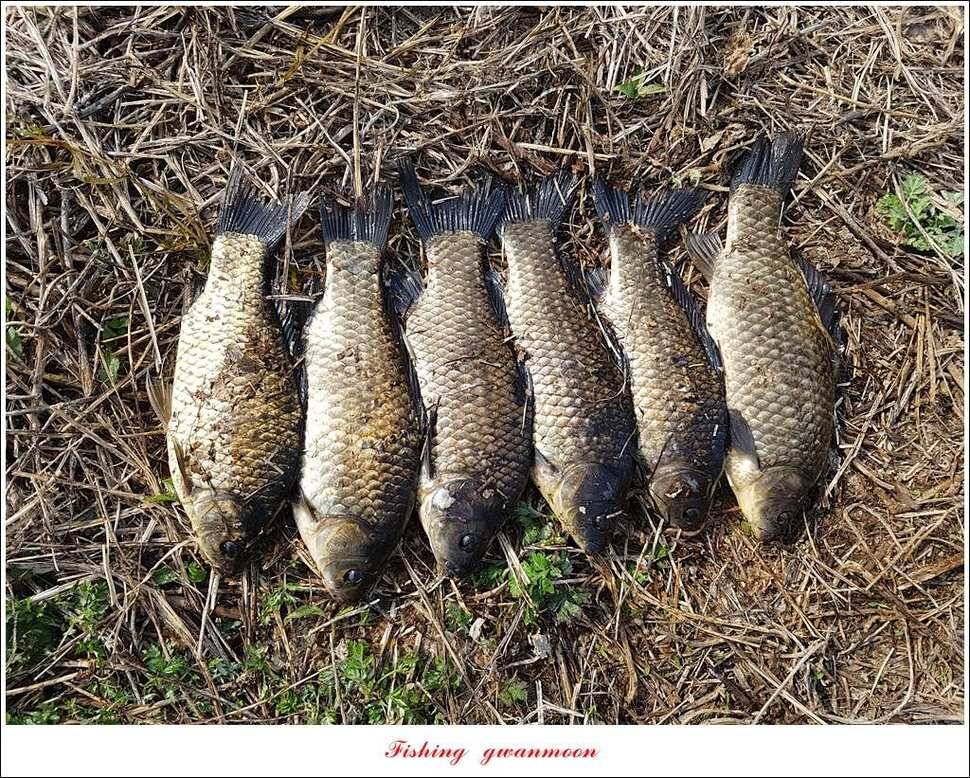 실리곡 사짜화곡지 사짜한버들 38cm 조황 (조황조행기 - 특파원조황)