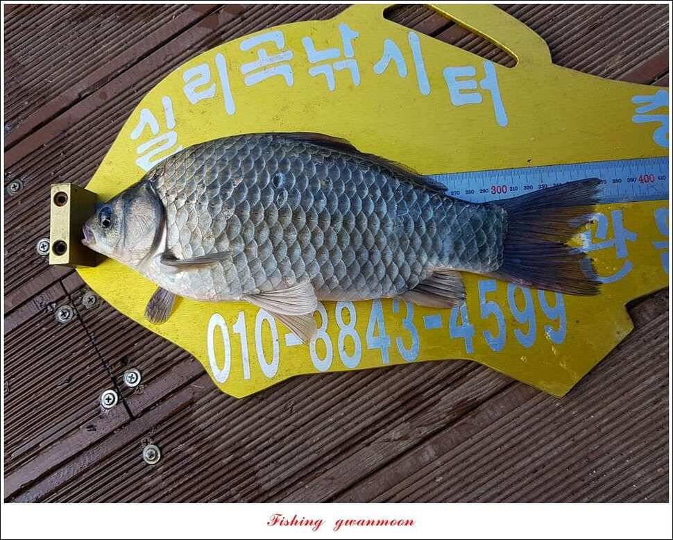 윤 낚시터 41 cm 늘푸른 16 kg 장어실리곡 37 cm한버들 월척 조황 (조황조행기 - 특파원조황)