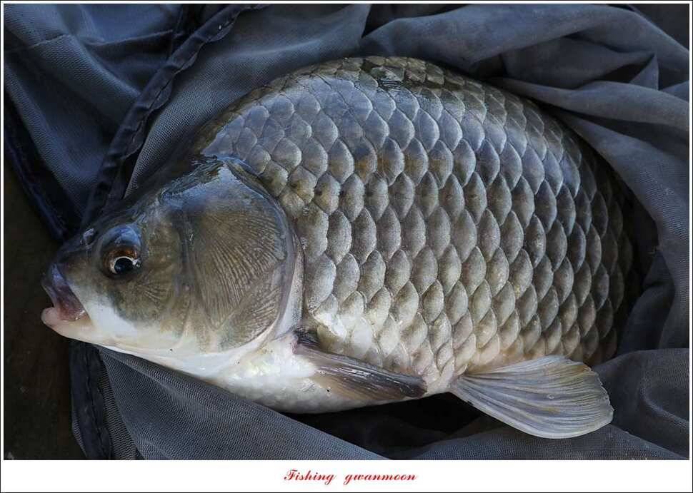 신리 46cm41cm병호 41cm돌감 40 cm (조황조행기 - 특파원조황)