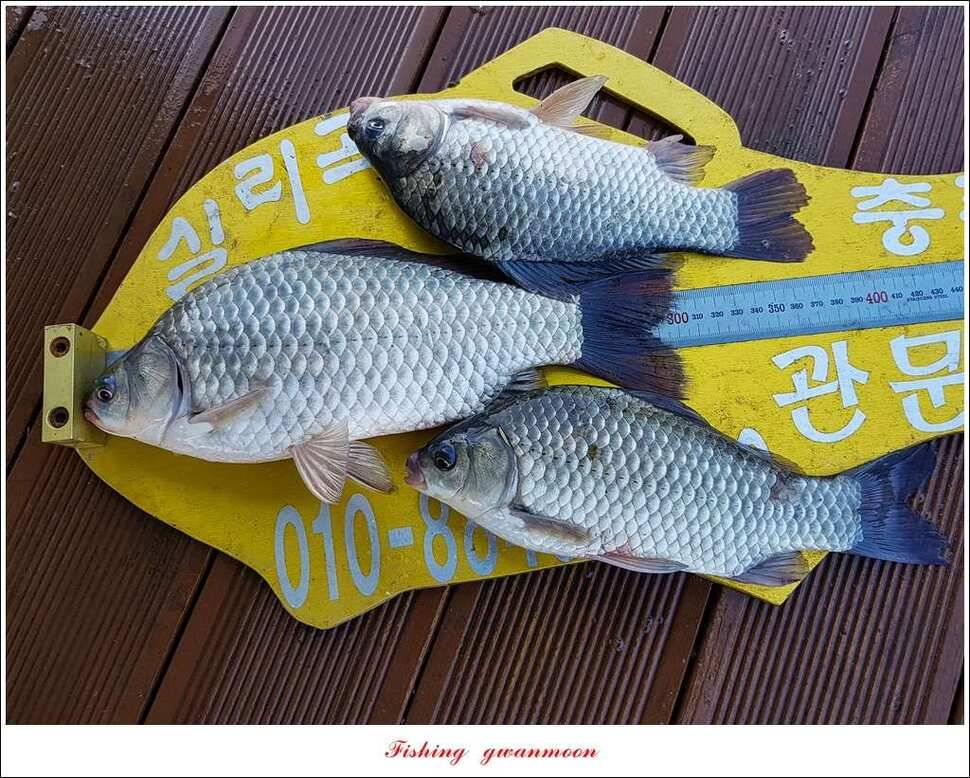 늘푸른실리곡한버들 월척 조황 (조황조행기 - 특파원조황)