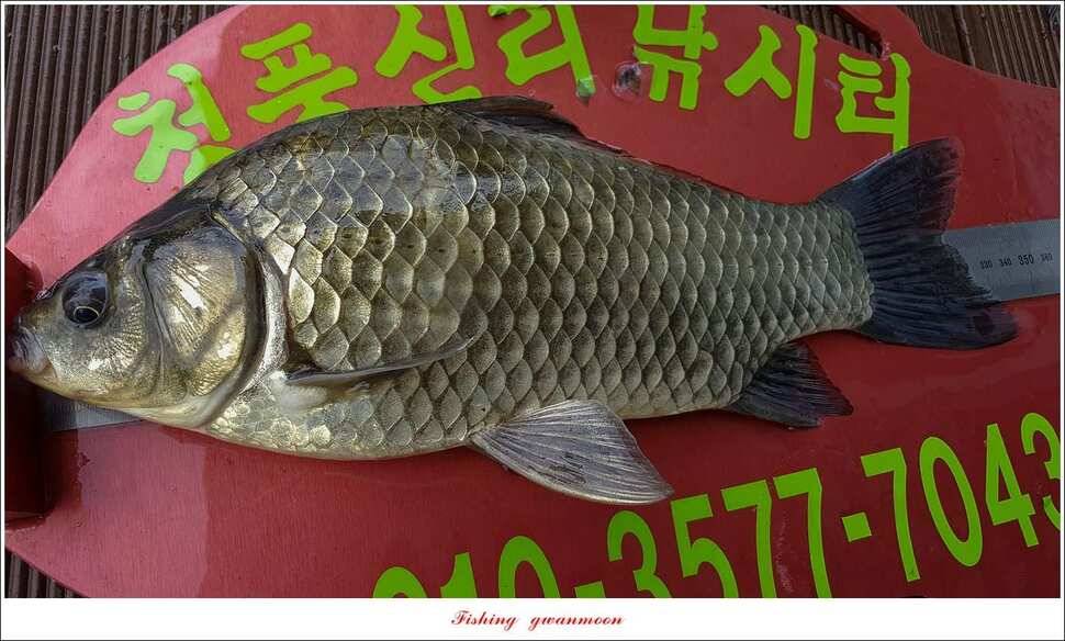칠성지화곡지서유석 장어실리곡신리 월척 및 마릿수 조황 (조황조행기 - 특파원조황)