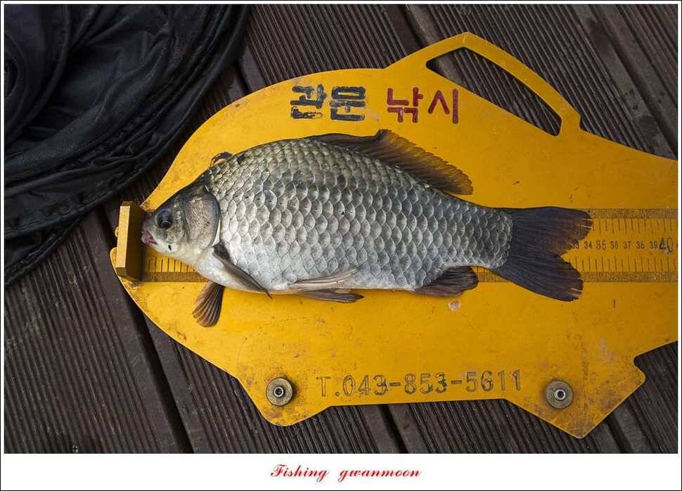 돌감 42cm한버들늘푸른병호달천강 월척 조황 (조황조행기 - 특파원조황)
