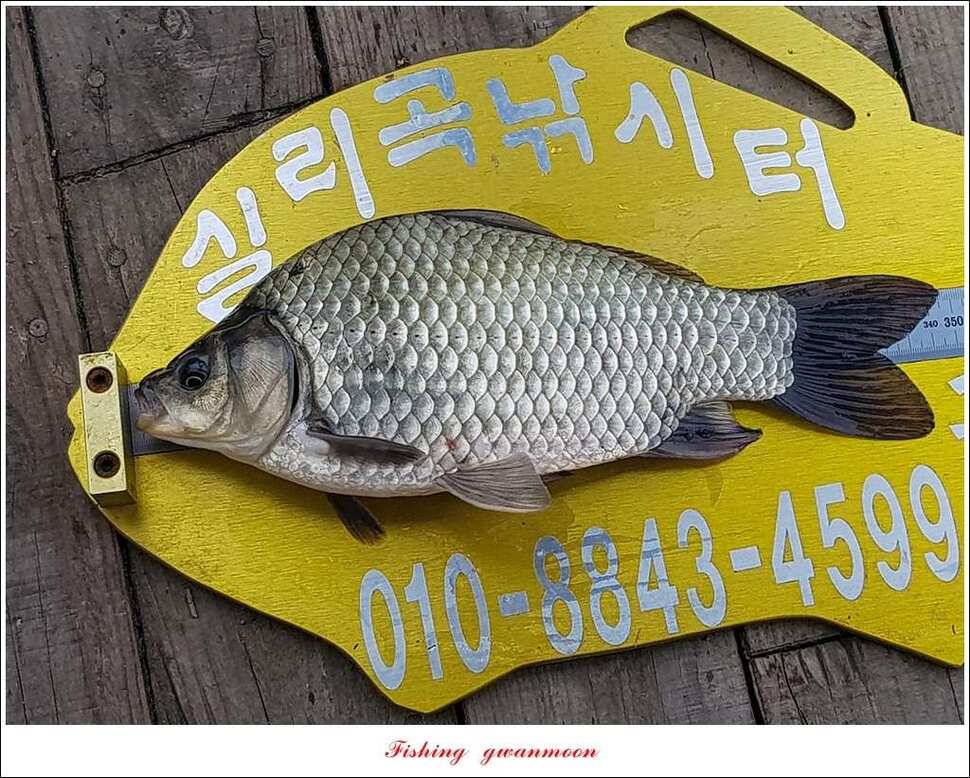 신매 42 cm 돌감 허리급한버들실리곡달천강 월척 조황 (조황조행기 - 특파원조황)