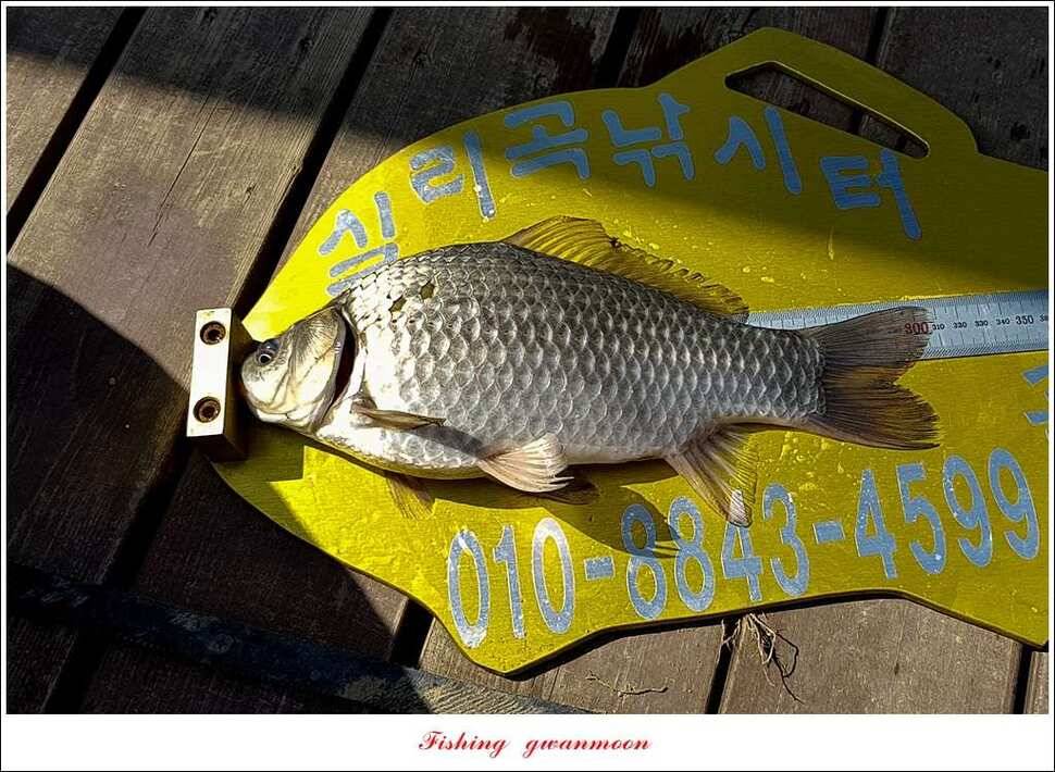 실리곡 월척 조황 (조황조행기 - 특파원조황)