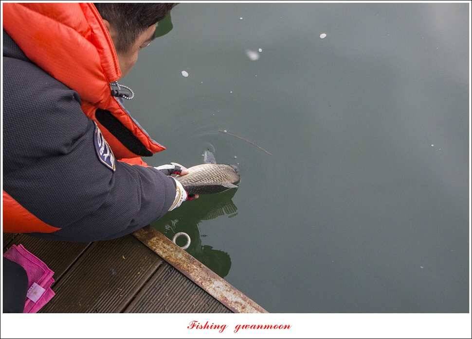제일 47 cm 대물실리곡한버들 마릿수 월척 조황 (조황조행기 - 특파원조황)