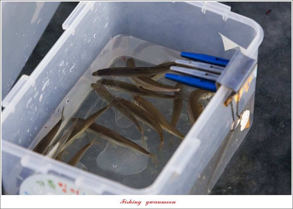 충주호 물낚시와 빙어 낚시 조황 (조황조행기 - 특파원조황)