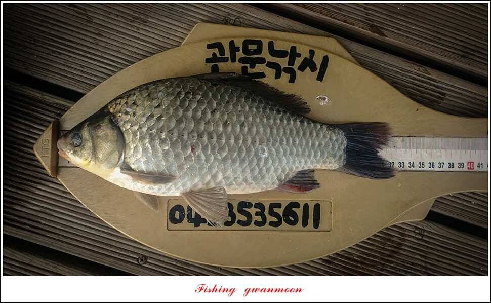 신매 허리급실리곡한버들 월척 및 마릿수 조황 (조황조행기 - 특파원조황)