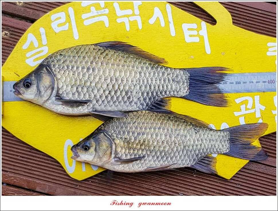 신매실리곡한버들 월척 조황 (조황조행기 - 특파원조황)