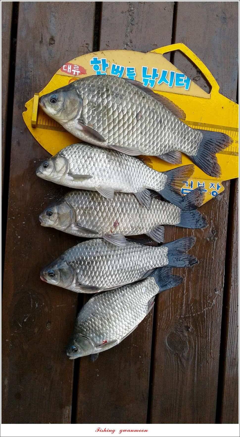한버들 38 cm 및 마릿수 월척 실리곡 월척 조황 (조황조행기 - 특파원조황)