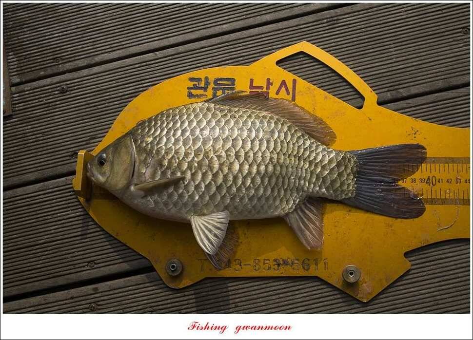 신매 사짜추평지 483 cm (조황조행기 - 특파원조황)
