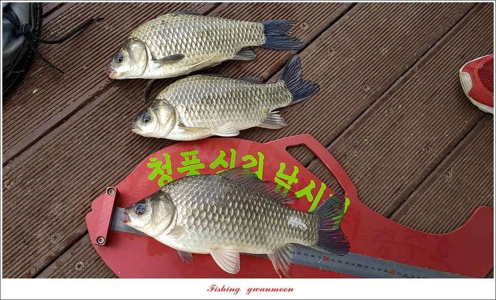 청풍 신리 43 cm돌감한버들실리곡 월척 조황 (조황조행기 - 특파원조황)