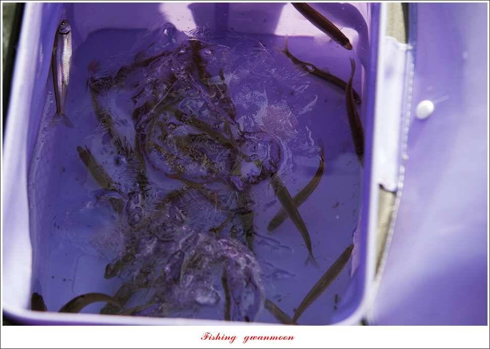 충주호 물낚시와 빙어 낚시 조황 (조황조행기 - 특파원조황)