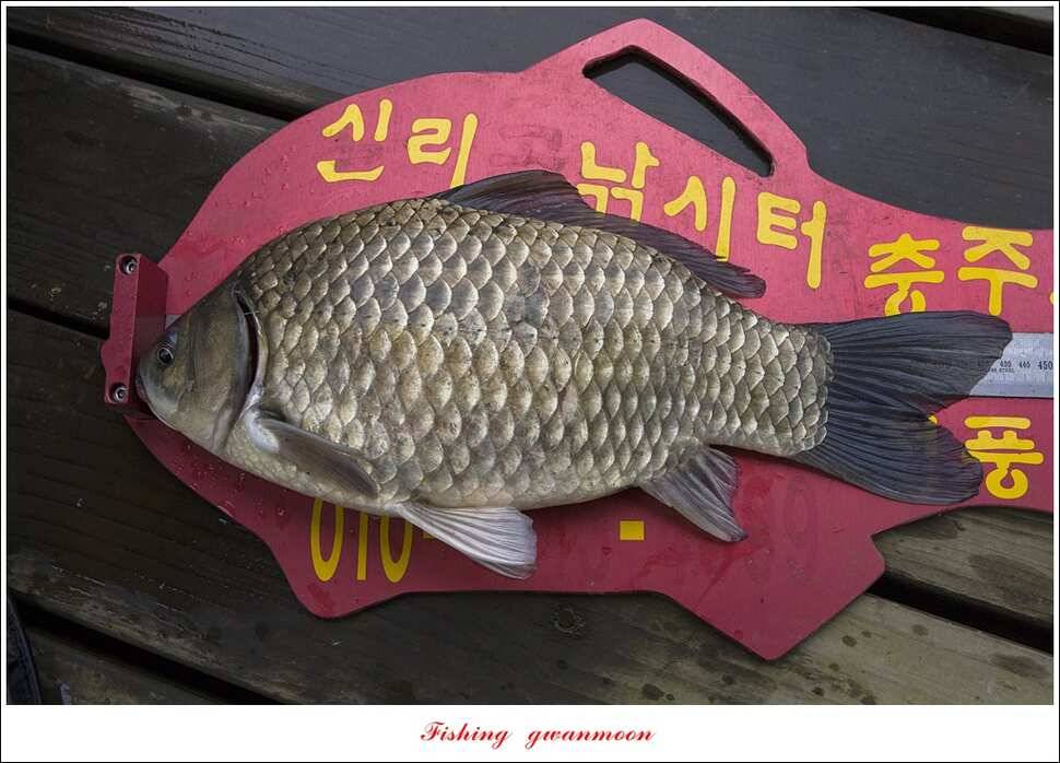 청풍 신리 낚시터 435 cm40 cm (조황조행기 - 특파원조황)