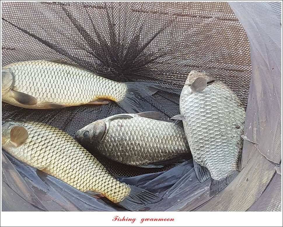 신매 혹부리 445 cm병호 41 cm실리곡한버들두무소 월척 조황 (조황조행기 - 특파원조황)