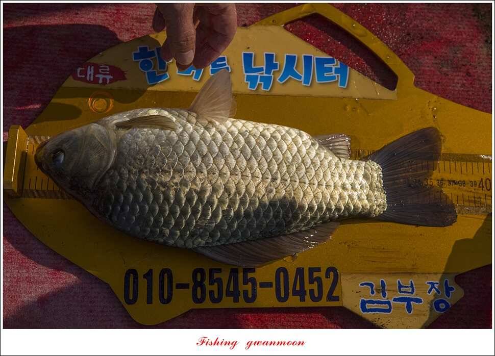 한버들 45 cm 외 사짜사짜 대박 (조황조행기 - 특파원조황)