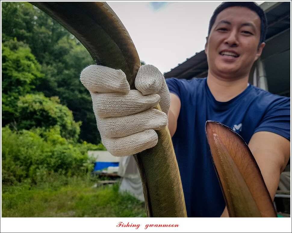 늘푸른 장어 대박청풍 신리 월척 조황 (조황조행기 - 특파원조황)