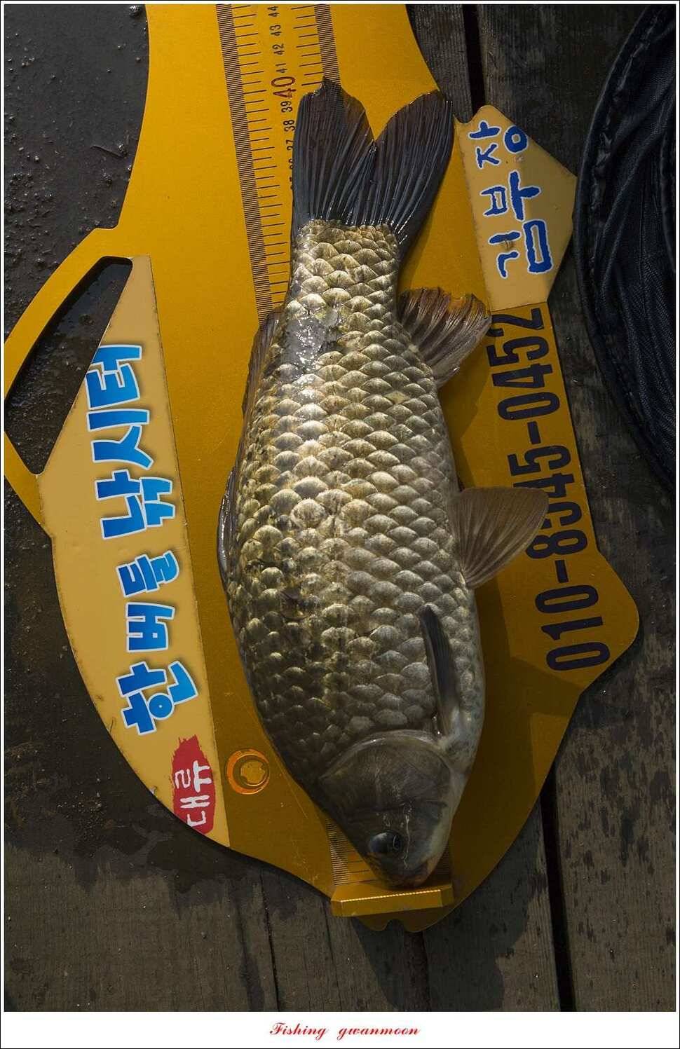 한버들 405cm40cm칠성지 43 cm실리곡 마릿수 월척 (조황조행기 - 특파원조황)