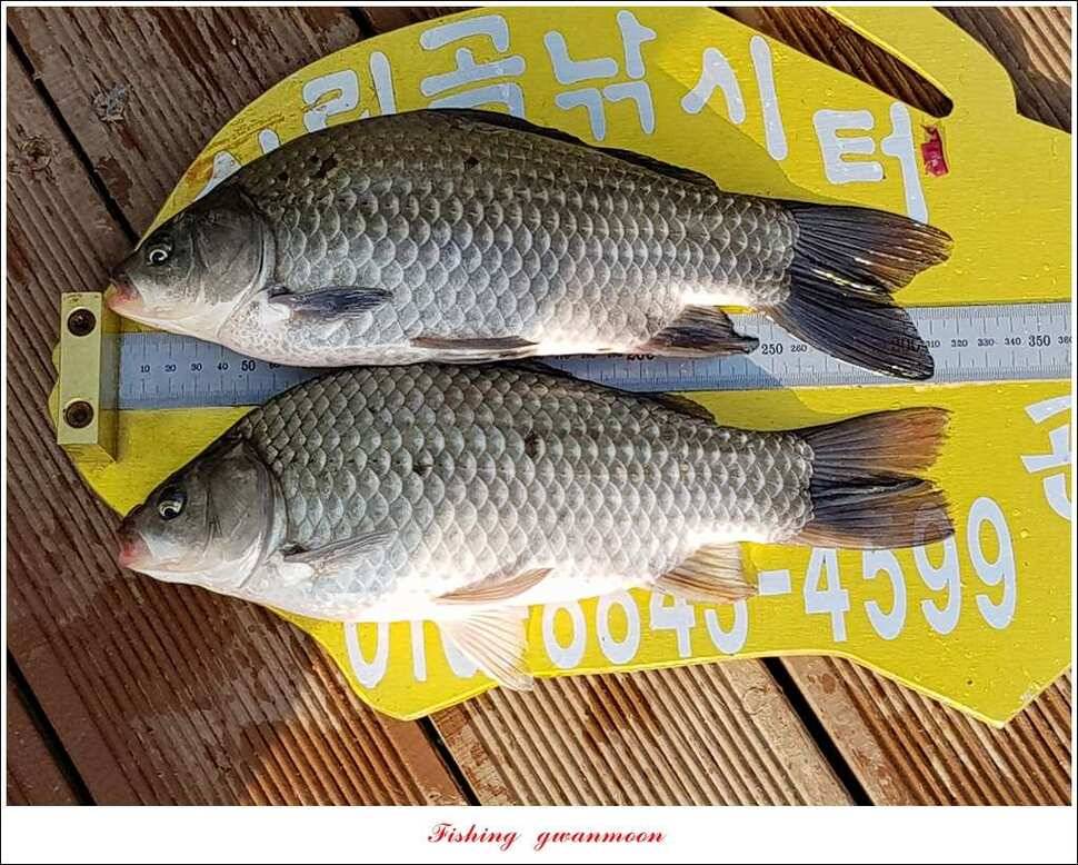 제일 사짜신매 허리급실리곡 허리급 월척 조황 (조황조행기 - 특파원조황)