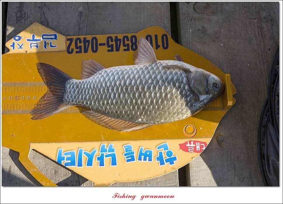 실리곡한버들 월척 및 대형 잉어 조황 (조황조행기 - 특파원조황)