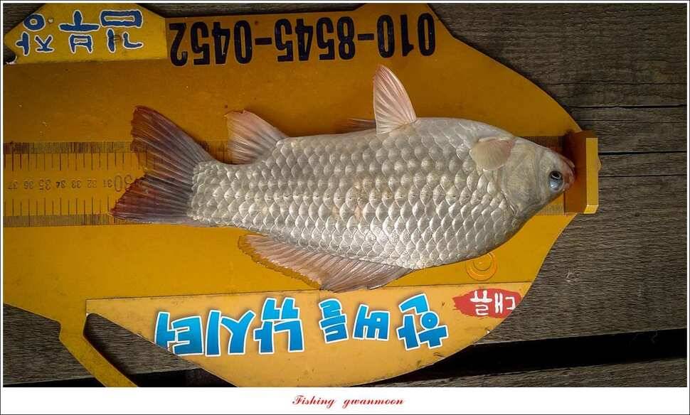 늘푸른한버들화곡지 조황 (조황조행기 - 특파원조황)