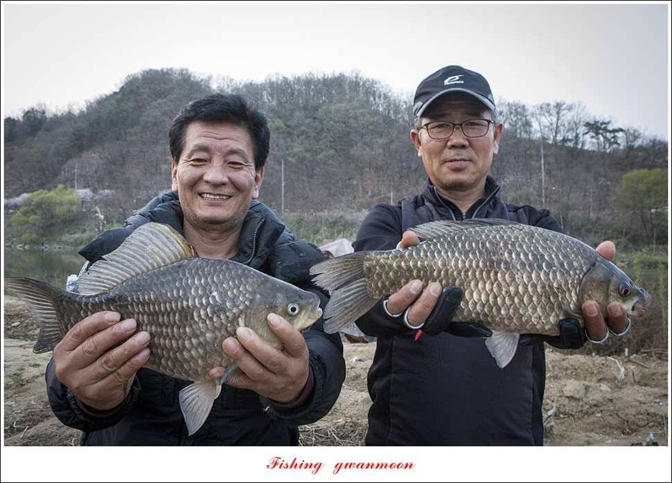 매전지 사짜달천강 사짜추평지 조황 (조황조행기 - 특파원조황)