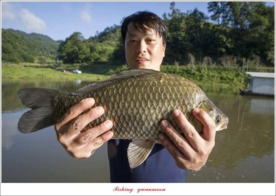 신매 435 cm40 cm청풍 신리 월척 조황 (조황조행기 - 특파원조황)