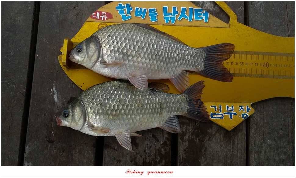 신매 42 cm 외 충주호 조황 (조황조행기 - 특파원조황)