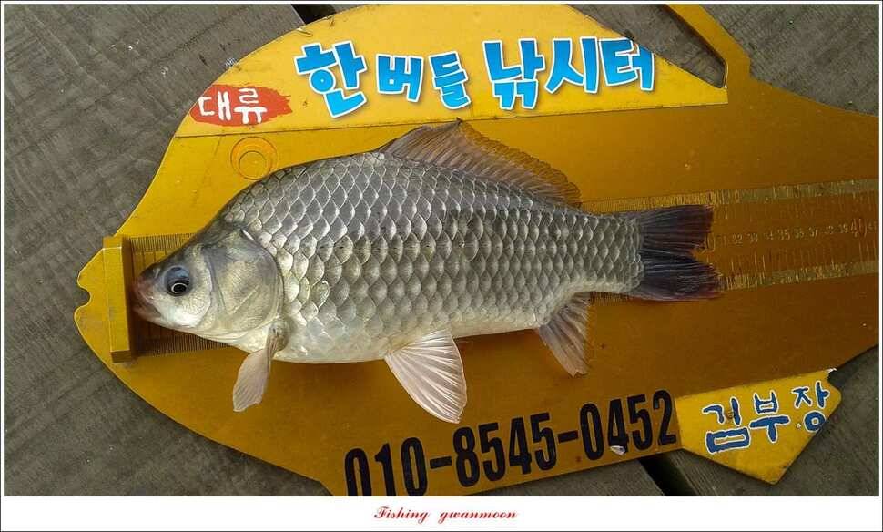 늘푸른 대물 장어한버들신리 월척 조황 (조황조행기 - 특파원조황)