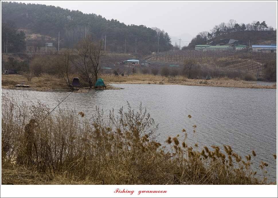 화곡지 사짜 및 마릿수 월척 조황 (조황조행기 - 특파원조황)
