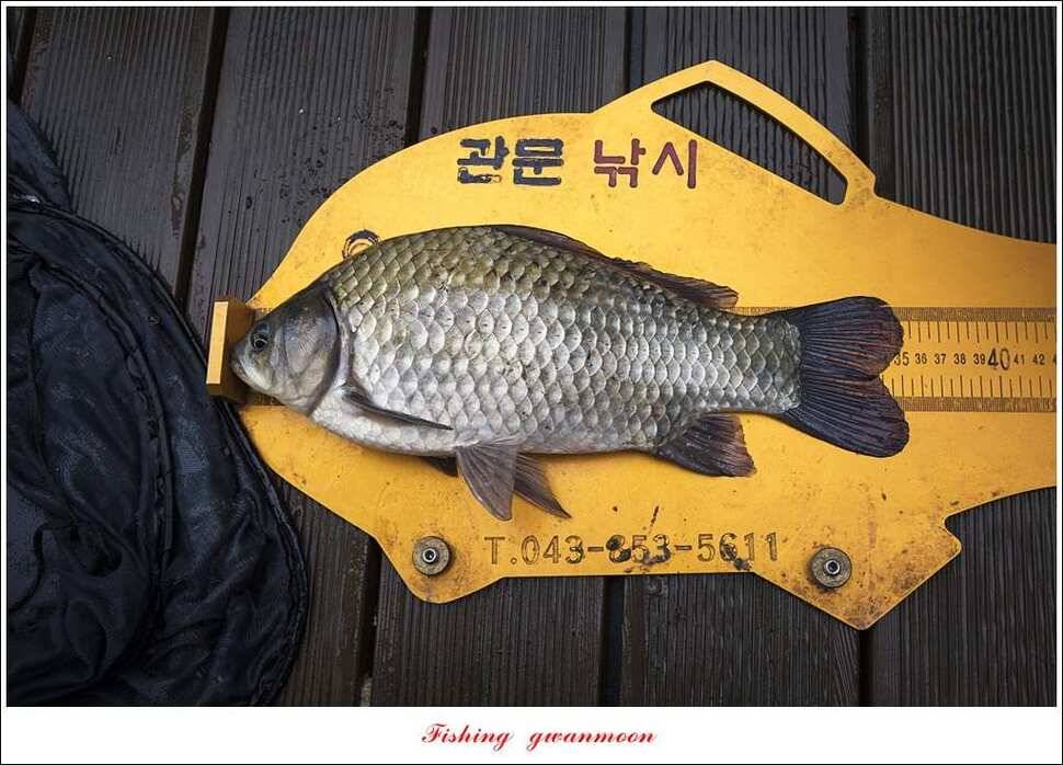 늘푸른실리곡한버들노지 조황 (조황조행기 - 특파원조황)