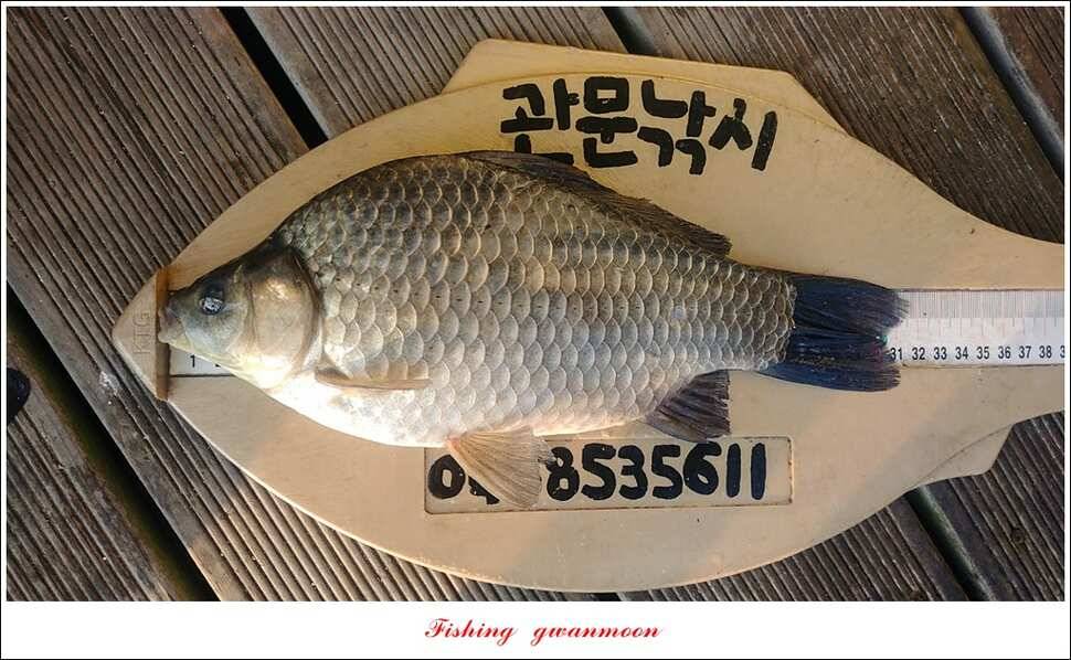 신매 허리급 3 수한버들달천강 마릿수 월척 조황 (조황조행기 - 특파원조황)