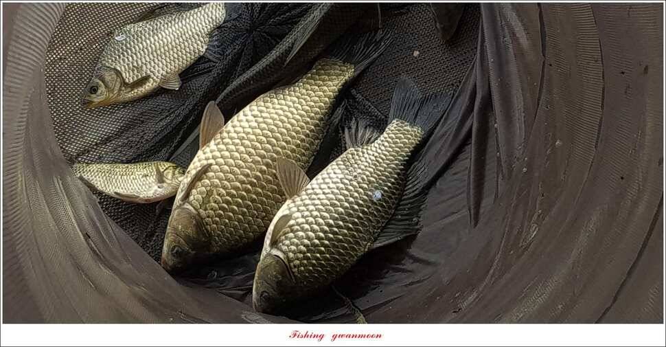 실리곡 낚시터 38 cm 및 월척 조황 (조황조행기 - 특파원조황)