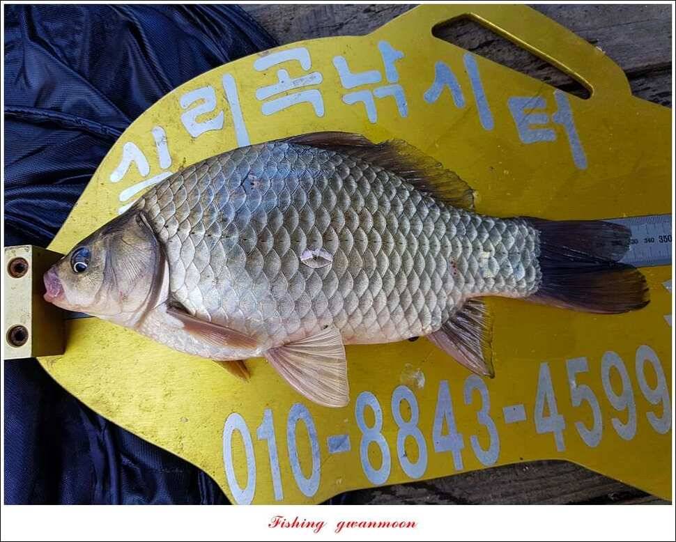 제일 46 cm병호한버들 실리곡 월척 조황 (조황조행기 - 특파원조황)